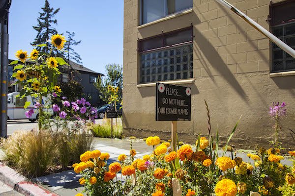 Delightful neighborhood in Berkeley, flowers by Meyer Sound